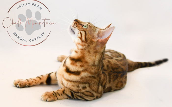 beautiful bengal kitten texas